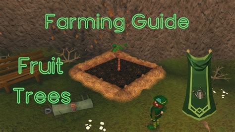 fruit tree runs osrs|osrs farming guild fruit tree.